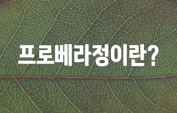 프로베라정이란?
