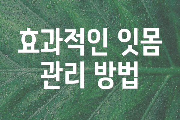 효과적인 잇몸 관리 방법
